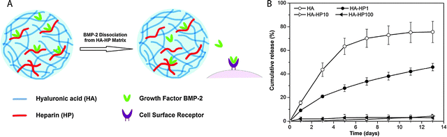 Hyaluronic acid hydrogels for controlled release applications. (A) HA/heparin hydrogel particles were synthesised by inverse emulsion polymerization and amount of heparin in hydrogel particle was varied. BMP-2 was subsequently loaded. (B) The addition of heparin to HA hydrogel particles inflenced the in vitro release of BMP-2 from hydrogels with higher heparin conent, with less than 5% of loaded BMP-2 released over 13 days (HA-HPx, x = micrograms of heparin per milligram in hydrogel particles). Reprinted from Xu et al.75 with permission from Elsevier. Copyright (2011).