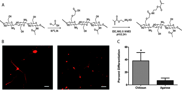 Chitosan-based hydrogels for neural tissue engineering. (A) Schematic of synthesis of methacrylated chitosan. Methacrylated chitosan (0.5 to 2% w/w) hydrogels were crosslinked in the presence of cells by photoinitiated free radical polymerization (Irgacure photoinitiator with 365 nm light). (B) E-18 rat cortical neurons were immobilized within chitosan and agarose (Seaprep®) hydrogels for investigating neuronal survival and differentiation. The cells clumped into groups and displayed extensive neurite outgrowth in chitosan hydrogels (left), as compared to agarose hydrogels (right), indicating enhanced neuron function within the chitosan matrices (scale bar, 50 μm). (C) Neurite outgrowth quantification (p < 0.05). Reprinted from Valmikinathan et al.88 with permission from The Royal Society of Chemistry. Copyright (2012).