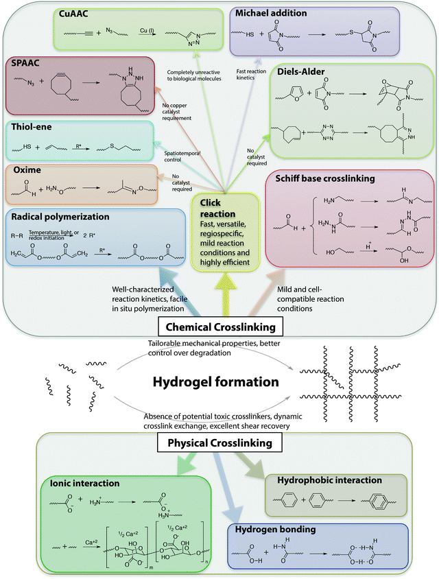 Chemical functional groups for hydrogel formation. A wide range of functional groups is available for either hydrogel formation or modification post-polymerization. Functional group selection depends on several factors related to the application of interest, including the desired initiation mechanism, the specificity and speed of the reaction, and the stability of the resulting bond under various solution conditions.