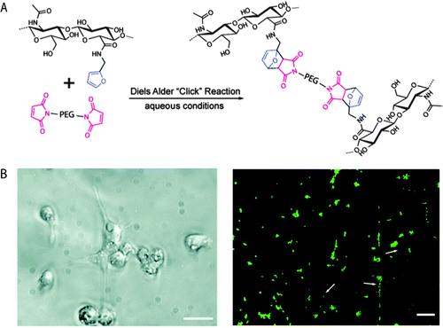 Diels–Alder click reaction for forming degradable hydrogels. (A) Schematic of hydrogel formation using Diels–Alder reaction between furan groups of HA and maleimide groups present on a PEG macromer. (B) Brightfield image of MDA-MB-231 cells (left), which are known to interact with HA via CD 44 receptor. Cells were seeded on HA/PEG hydrogels and after 14 days adopted a flattened or elongated morphology, indicating cell adhesion (scale bar, 20 μm). Cell viability was assessed using a live/dead assay (right, live cells in green, dead cells indicated by arrows) signifying a high level of cell survival (>98%), after 14 days (scale bar, 60 μm). Reprinted from Nimmo et al.234 with permission from American Chemical Society. Copyright (2011).