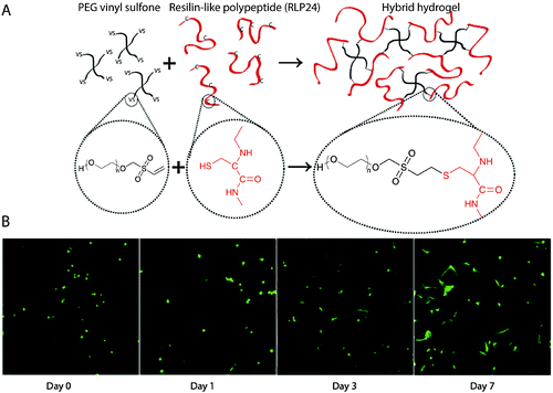 Michael-type addition reaction for hydrogel formation. (A) Schematic of hydrogel formation using the Michael-type addition reaction between vinyl sulfone groups of 4-arm PEG and cysteine residues present on the RLP. (B) Human aortic adventitial fibroblasts (AoAFs) were encapsulated during hydrogel formation and cell viability was evaluated via live/dead staining (fluorescent laser scanning confocal microscopy). AoAFs remained viable throughout the experiment, adopting a spread morphology (scale bar, 200 μm). Image reprinted from McGann et al.250 with permission from John Wiley and Sons publishing. Copyright (2013).