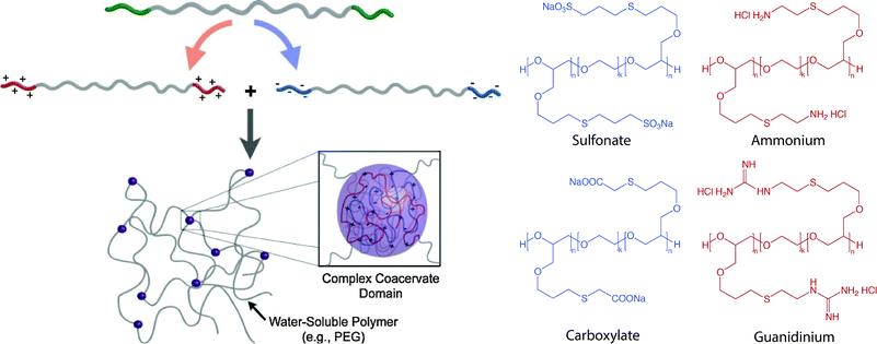 Block copolymer assembly for hydrogel formation. Multiblock copolymer based hydrogels have been prepared with coacervate crosslinking by mixing equimolar dilute solution of negatively charged (sulfonate, carboxylate) and positively charged (ammonium, guanidinium) ionic ABA triblocks. Image reprinted from Hunt et al.257 with permission from John Wiley and Sons publishing. Copyright (2011).