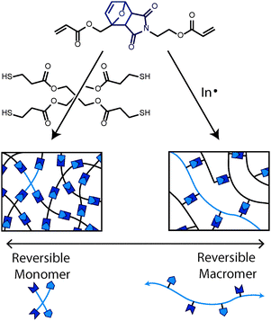 Two polymerization strategies of the same CAN-capable monomer resulting in two different network architectures. If stoichiometric amounts of the multifunctional thiol and acrylate monomers are copolymerized via a base-catalyzed Michael addition reaction, the resulting network will contain small reversible monomers (left). If an excess of the same acrylic monomer is polymerized using a free-radical initiator, the network would be constituted with reversible macromers (right). The length of the reversible macromer segments is readily controlled by the addition of a chain transfer agent, such as a thiol.