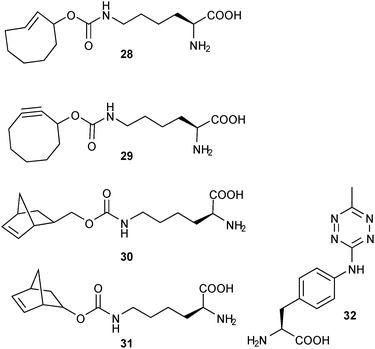 Non-natural amino acids 28,629,630,631,6,16 and 3220 used for genetic encoding of tetrazines and olefins.