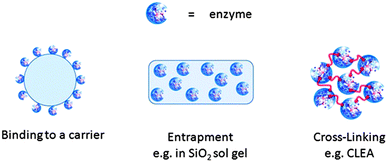 Different methods for immobilising enzymes.