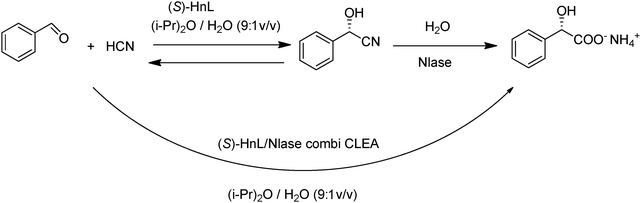 Conversion of benzaldehyde to (S)-mandelic acid with a combi-CLEA.