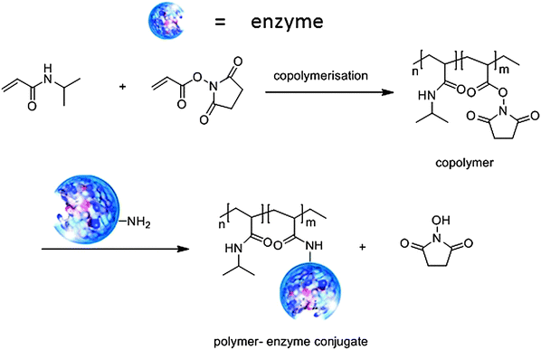 
            Polymer–enzyme conjugates as thermoresponsive biocatalysts.