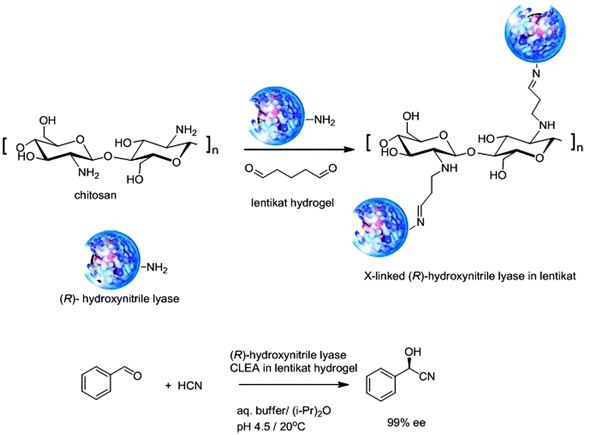 Immobilisation of (R)-hydroxynitrile lyase as a CLEA in a lentikat.