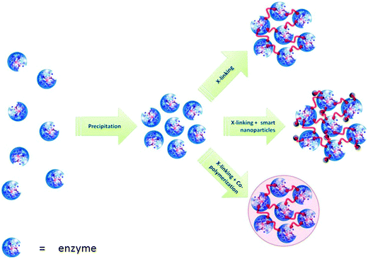 Formation of cross-linked enzyme aggregates (CLEAs).