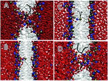 Snapshots of a DLPC phospholipid restrained at the centre of a DLPC bilayer.311 Water is shown as red licorice, lipid tails as grey lines, restrained lipid as thick grey lines, and headgroup phosphate (phosphorus) and choline (nitrogen) as balls. (A) Atomistic, (B) polarizable Martini water, (C) standard Martini water, (D) polarizable Martini water with increased attraction between water and lipid headgroups. Reprinted with permission from ref. 311. Copyright (2011) American Chemical Society.