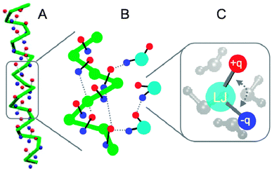 Toward a foldable Martini protein backbone (courtesy X. Periole). (A) Stabilization of an α-helix due to added degrees of freedom in the form of charged particles (red +q, blue −q) attached to the backbone (green), mimicking the CO and N–H hydrogen acceptor and donors and providing an overall dipole moment. (B) Zoomed view of the interaction of the peptide backbone with the polarizable water model. Effective H-bonds along the backbone and with the water particles are shown with dashed lines. (C) Close up of the polarizable water model, consisting of a central LJ bead with two charged particles attached, representing four real waters.