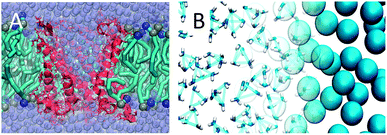 Mixing Martini and AA force fields. (A) Hybrid simulation of an atomistic membrane protein, MscL, in CG environment330 (courtesy H. Ingolfsson). Protein channel depicted in red, lipid bilayer with cyan tails and blue/ochre heads, and water beads purple. (B) Adaptive resolution simulation of CG Martini and atomistic water using the AdResS scheme (courtesy M. de Melo). The right hand side shows CG water beads, the left hand side shows bundled clusters of four atomistic SPC water molecules.