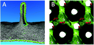 Large scale membrane remodelling. (A) Pulling of a membrane tether from a planar lipid bilayer.79 Lipid head groups are coloured grey, lipid tails green. The tether is partly cut to view the inside. (B) Stabilization of an inverted cubic phase by fusion peptides.91 Fusion peptides are depicted as red cylinders, the water/lipid interface is rendered as a green surface. The space occupied by the lipids is coloured black.