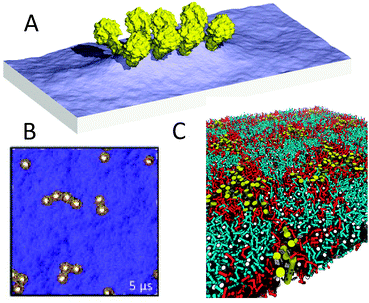 Membrane protein sorting and clustering. (A) Formation of membrane folds (cristae) by ATP synthase dimers148 (courtesy of W. Kühlbrandt). Membrane surface rendered blue, proteins in yellow. Adapted with permission from ref. 148. Copyright (2012) National Academy of Sciences. (B) Aggregation of membrane proteins due to hydrophobic mismatch152 (courtesy M. S. P. Sansom). Membrane viewed from top in blue, with barrel proteins depicted yellow. Adapted with permission from ref. 152. Copyright (2011) Elsevier. (C) Sorting of transmembrane helices into liquid-disordered domains.129 TM helices in yellow, unsaturated lipids red, saturated lipids blue, cholesterol grey with the white hydroxyl group.