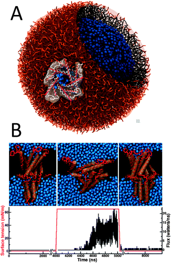 Proteins in action. (A) Gating of a mechanosensitive protein channel, MscL, in a liposome under hypoosmotic shock.194 (B) Reversible gating of MscL in a planar membrane196 (courtesy H. Ingolfsson). Upper panel shows snapshots of the closed starting structure, the open structure under tension, and the closed structure after tension has been released. Lower graphs shows the applied surface tension (red) and water flux (black) as a function of time.