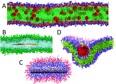 Nanoparticles interacting with lipids. (A) Fullerene dissolved in a lipid membrane37 (courtesy L. Monticelli), with fullerenes in red, lipid tails green, lipid heads blue/orange. (B) Graphene sandwiched in between the bilayer leaflets281 (courtesy P. Kral), with graphene flake in orange, lipid tails blue, lipid heads green. (C) Carbon nanotube wrapped by surfactants38 (courtesy M. S. P. Sansom), with CNT in grey, surfactant heads red and tails blue. (D) Wrapping of a cationic gold nanoparticle by a negatively charged lipid membrane288 (courtesy H. W. Zhang), showing the cationic coat in red, the lipid tails in yellow, and lipid heads in purple. Adapted with permission from ref. 38, 281 and 288. Copyright (2007–2011) American Chemical Society.