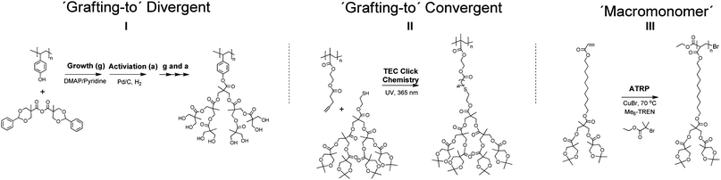 (I) Grafting-to via divergent growth utilizing iterative esterification/deprotection reactions71 and (II) grafting-to through convergent coupling of a third generation [G3] macrothiol dendron to allyloxy poly(HEMA) exploiting the UV initiated TEC click chemistry.22 (III) ATRP polymerization via the macromonomer approach of a second generation [G2] bis-MPA dendron with a flexible spacer to the polymerizable group.73