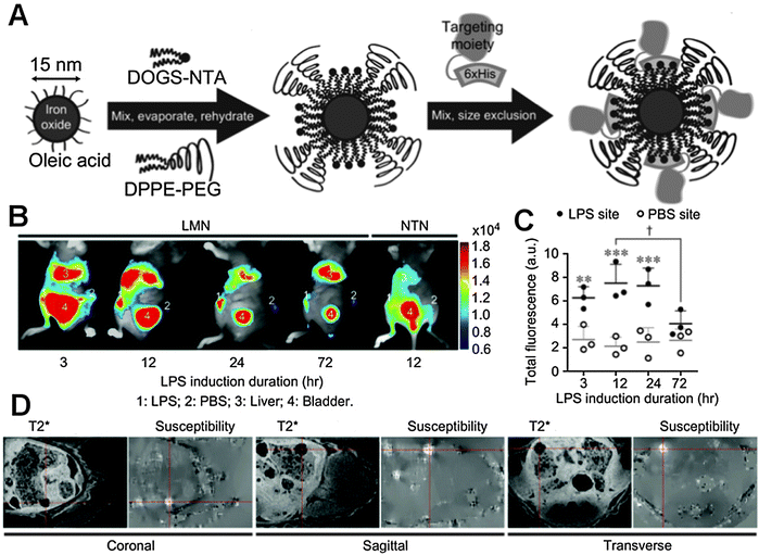 人気便利グッズ Magnetic diagnosis the in agents contrast as nanoparticles K-POP・アジア