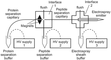 KY Functionalized magnetic nanoparticles for sample preparation