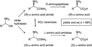 DKR of α-aminonitriles to form chiral α-amino acids.