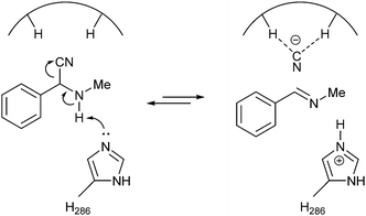 Transition state for lipase-catalysed racemisation.