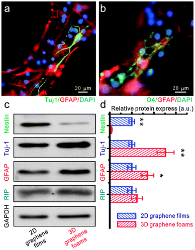 The differentiation of NSCs on a 3D graphene foam scaffold. (a and b) Fluorescence images of differentiated NSCs that were immunostained for Tuj-1 (marker for neurons – green, a), GFAP (marker for astrocytes – red, a and b), O4 (marker for oligodendrocytes – green, b) and DAPI (marker for nuclei – blue, a and b). Western blot analysis of nestin (marker for NSCs), Tuj-1, GFAP and RIP (marker for oligodendrocyte) protein expression of differentiated NSCs on 2D graphene films and 3D graphene foam scaffold. (d) Relative optical densities of nestin, Tuj-1, GFAP and RIP bands shown in (c). Reproduced with permission from ref. 25 (copyright 2012, Nature Publishing Group).