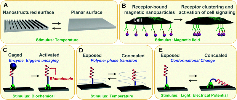 Stimuli-responsive interfaces as in vitro model systems. (A) Shape-memory polymer surfaces, which transitions are induced by temperature, allows for dynamic topographical control of cell behaviour. (B) Superparamagnetic nanoparticles (purple), each linked with a single ligand, bind evenly across the plasma membrane to cell surface receptors. By applying a magnetic field, the nanoparticles aggregate together, driving the receptors into a clustered arrangement and activating cell signalling. (C) Enzyme triggers activation of a surface-tethered RGD peptide, thereby promoting cell adhesion. (D) Specific interactions between cell integrins and immobilised RGD moieties can be non-invasively thermally regulated for cell attachment/detachment using surface-grafted thermoresponsive polymers. (E) Surface-tethered electrical and photoresponsive molecules are able to expose or conceal biomolecules on demand.