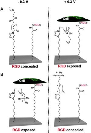Schematic representation of two electro-switchable surfaces that are able to control cell adhesion under an electrical potential.44 In one case (A), the surface is constituted by a RGD and EG6-sulfonate mixed SAM that promotes cell adhesion under a positive potential of +0.3 V, while in the other case (B) the surface comprises a RGD and EG5-ammonium mixed SAM that prevents cell adhesion at the same positive potential of +0.3 V.
