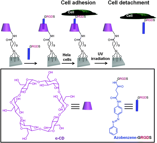 Schematic representation of a α-CD terminated-silane SAM which can form an inclusion complex via host–guest recognition with an azobenzene-GRGDS peptide.48 Hela cells were cultured on the substrate when the azobenzene was in its trans conformation. Upon UV irradiation at 365 nm, the trans-azobenzene underwent isomerization to the cis isomer and both the azo-GRGDS and the cells were detached from the substrate.