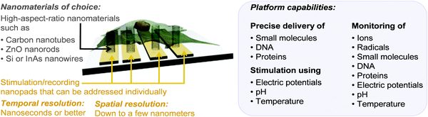 Schematic representation of the vision for 3D nanostructured surface platforms containing nanopads with vertically oriented nanomaterials that can be addressed individually to stimulate and record processes inside cells, across membranes and between neighbouring cells.