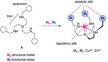 The structure of allosteric catalyst 4 with tris(2-aminoethyl)amine (tren) core and peripheral azacrown units.