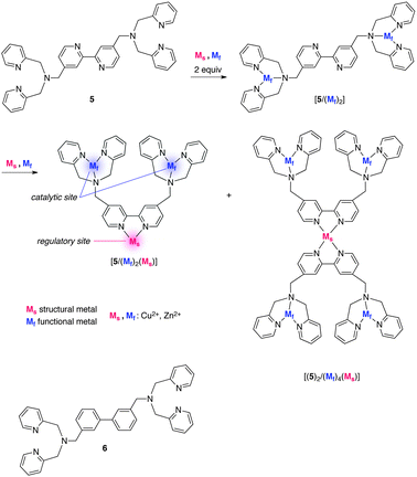 The structure of allosteric catalyst 5 with a bpy core and dpa units.