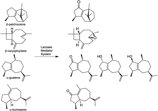 Oxidation of an α-guaiene rich olefinic fraction with a laccase-mediator system. The olefinic fraction is treated with the Denilite® II S laccase (Novozymes) resulting in the oxidation of oil-resident olefins to the corresponding alcohols, ketones or epoxide.