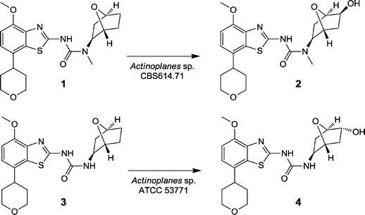 Stereoselective hydroxylation of an A2a receptor antagonist 1 and N-desmethyl metabolite 2 by two Actinoplanes strains.