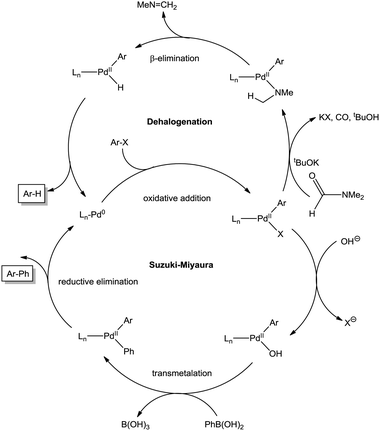 Plausible catalytic cycles for the Suzuki–Miyaura coupling and dehalogenation reactions.44,89,93,94