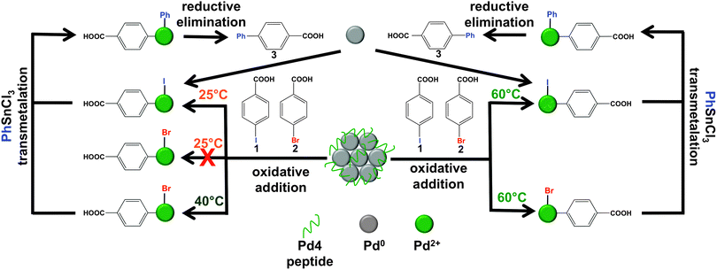 Representative scheme for reagent selectivity of the peptide-capped Pd nanoparticles for two aryl halide substrates at different reaction temperatures based upon the catalytic mechanism.