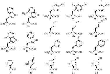 Canonical and non-canonical amino acids used.