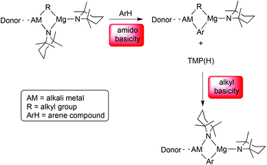 Two-step deprotonation process in alkali-metal-mediated magnesiation via TMP-magnesiates.