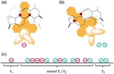 Cartoon illustrating the orientation of the complex in (a) symmetric () and (b) canted () intercalation geometries, and (c) the distributions possible for the two orientations [Ru(phen)2dppz]2+ bound to [poly(dA-dT)]2.