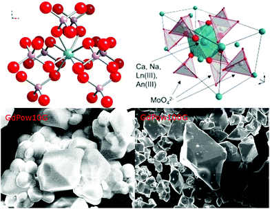 Top: Coordination of Ca2+ in the Ca site of the powellite lattice, blue: Ca, red: O, pink: Mo (left), and unit cell of the powellite structure, blue: Ca, red: O, white: Mo (right). Ca, Na, and Ln are coordinated by eight O belonging to eight unique MoO42−-tetrahedra. Bottom: SEM micrographs of the crystal morphology of the series members with 10 and 100% substitution, GdPow10G and GdPow100G, respectively, are shown in the bottom of the figure. The crystallites are approx. 10 μm in size.