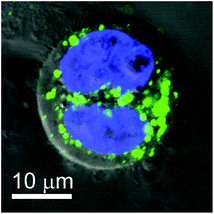 Confocal picture merged with the DIC image of a HeLa cell during cleavage incubated with 50 μg mL−1 TBA-{P2W17O61Fluo} (green; nucleus: blue) for 24 h.