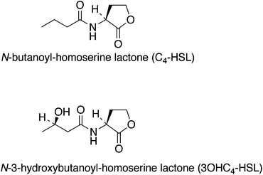Chemical structures of some of the homoserine lactones produced by bacteria.