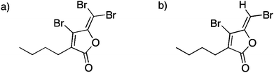 Structures of halogenated furanones produced by Delisea pulchra. (a) 4-Bromo-3-butyl-5-(dibromomethylene)-2(5H)-furanone. (b) 4-Bromo-5-(bromomethylene)-3-butyl-2(5H)-furanone.