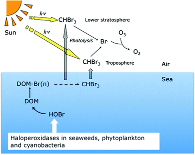 The formation of bromine radicals results from the photolysis of brominated methanes formed by the reaction of DOM with HOBr produced by seaweed, phytoplankton and cyanobacteria. By a catalytic cycle these radicals will cause depletion of ozone.30