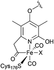 Active site of the [Fe]-hydrogenase (X = solvent).6