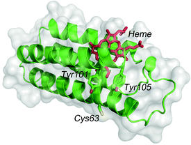 The structure of cytb562 showing Tyr101 and Tyr105 residues between heme and Cys63.