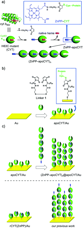 (a) Supramolecular Zn-substituted cyt b562 assemblies.18 Native heme (in red), ZnPP (in blue), and protein matrices (in green). (b) Preparation of an apoCYT-modified gold electrode. (c) Immobilization of the Zn-substituted cyt b562 assemblies on the apoCYT-modified electrode.