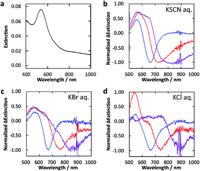 (a) Extinction spectrum of Au NPs deposited photocatalytically on the TiO2 film. (b–d) Normalized difference extinction spectra of Au NPs on TiO2 after 600–700 (blue), 700–800 (red) and 800–1000 (purple) nm light irradiation (10 mW cm−2, 30 min) in 0.5 M aqueous solution of (b) KSCN, (c) KBr and (d) KCl.