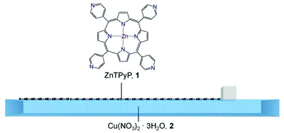 Schematic illustration of the assembly process of the ZnTPyP-Cu metal–organic framework nanosheets (NAFS-21) at the air–liquid interface. The solution of ZnTPyP molecular building units, 1, is spread onto the Cu(NO3)2·3H2O aqueous solution, 2, in a Langmuir trough. The surface pressure, π, is controlled by the movement of a single one-side barrier.