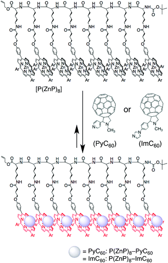 Illustration of supramolecular complex composed of porphyrin-peptide octamer [P(ZnP)8, Ar = 3,5-(t-Bu)2C6H3] and PyC60 or ImC60.